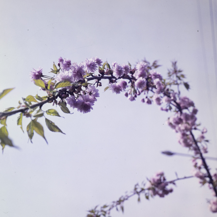 minerva_dn_1977_2238_flori_004