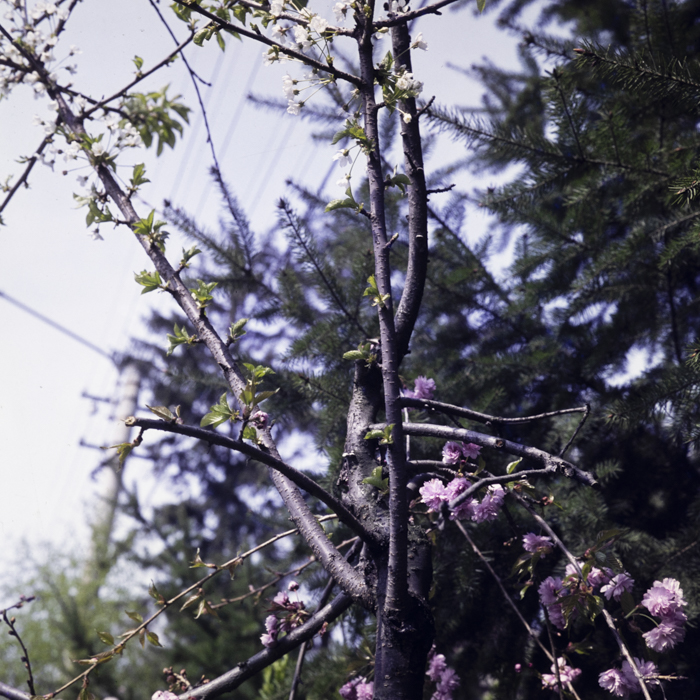 minerva_dn_1977_2238_flori_005