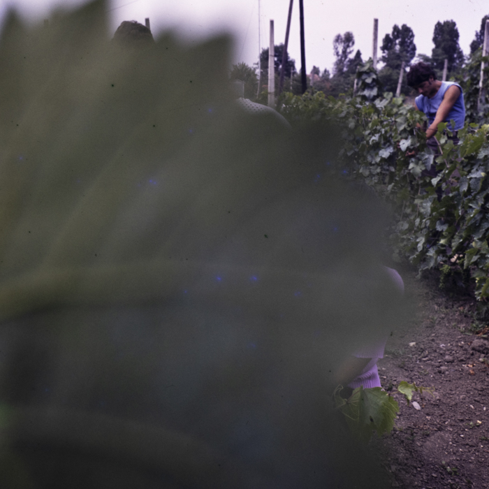 minerva_dn_1977_2246_scoala_agricola_salonta_003