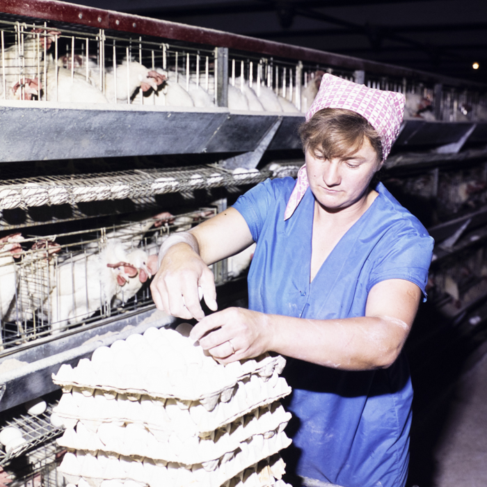 minerva_dn_1977_2248_C.A.P_salonta_001