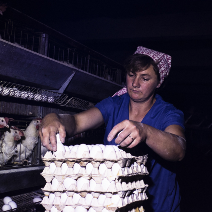 minerva_dn_1977_2248_C.A.P_salonta_003