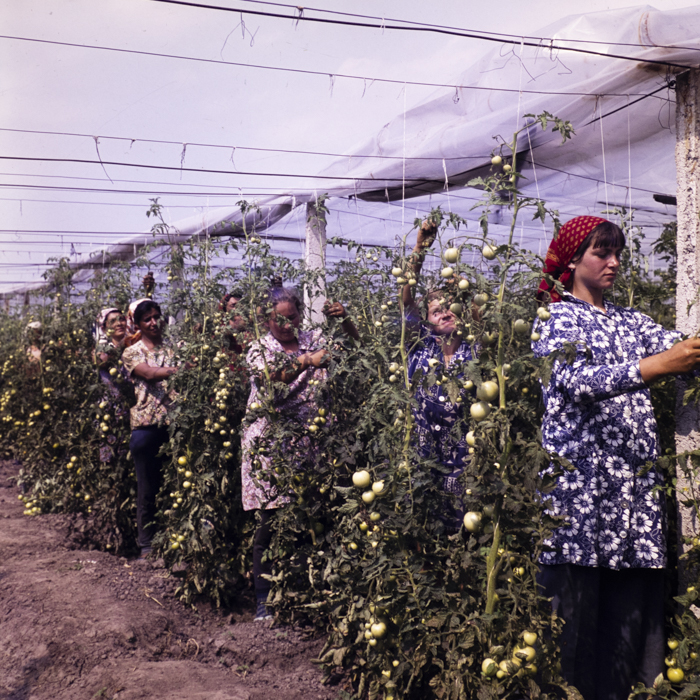 minerva_dn_1977_2248_C.A.P_salonta_006