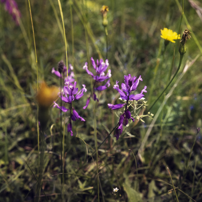 minerva_dn_1977_2248_C.A.P_salonta_008