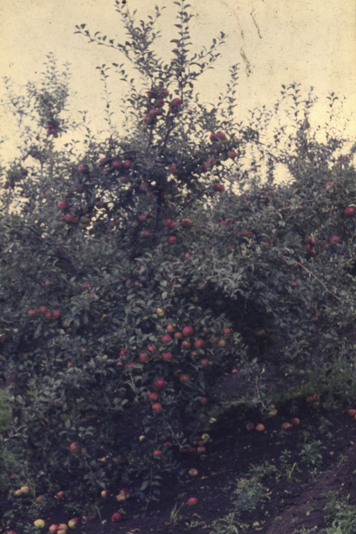 minerva_dn_1977_2253_pictorita_0003