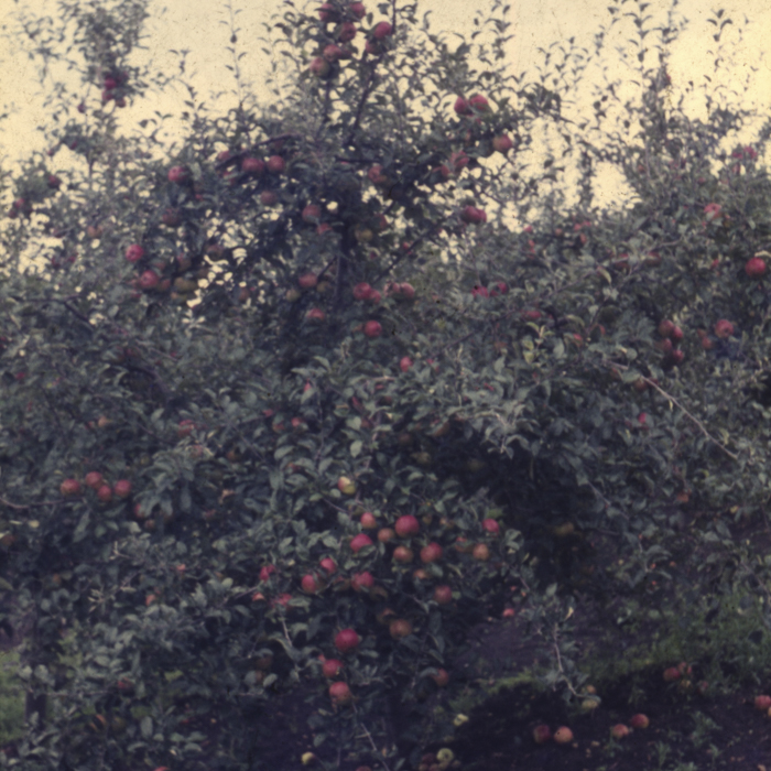 minerva_dn_1977_2253_pictorita_0004