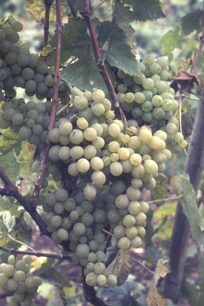 minerva_dn_1977_2253_pictorita_0008