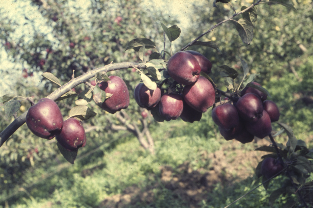 minerva_dn_1977_2253_pictorita_0013