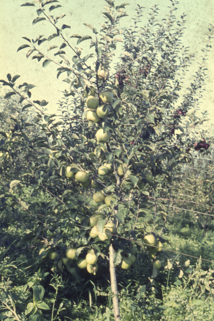 minerva_dn_1977_2253_pictorita_0014