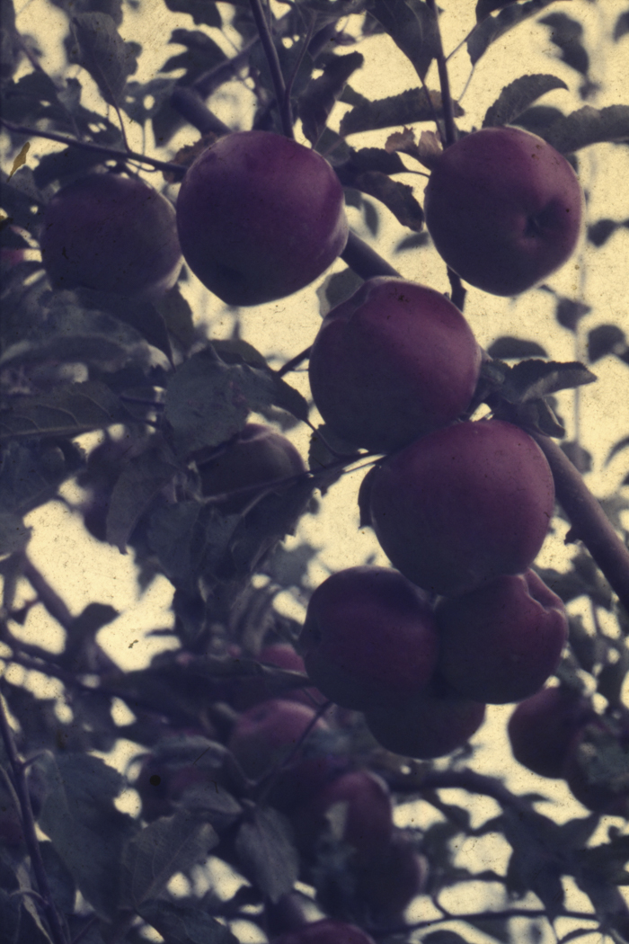 minerva_dn_1977_2253_pictorita_0017