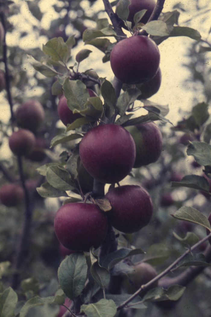 minerva_dn_1977_2253_pictorita_0019