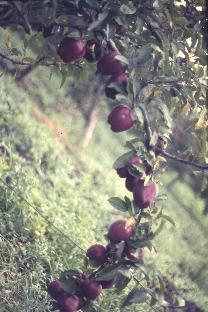 minerva_dn_1977_2253_pictorita_0022