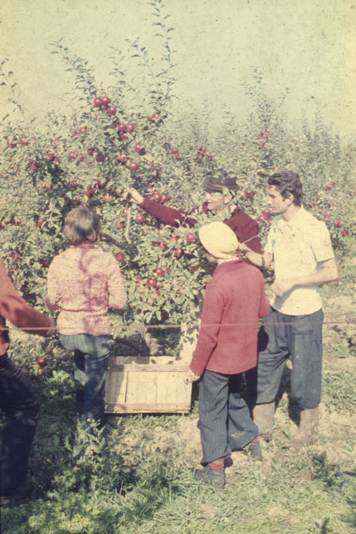 minerva_dn_1977_2253_pictorita_0024