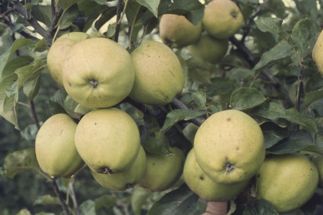 minerva_dn_1977_2253_pictorita_0026