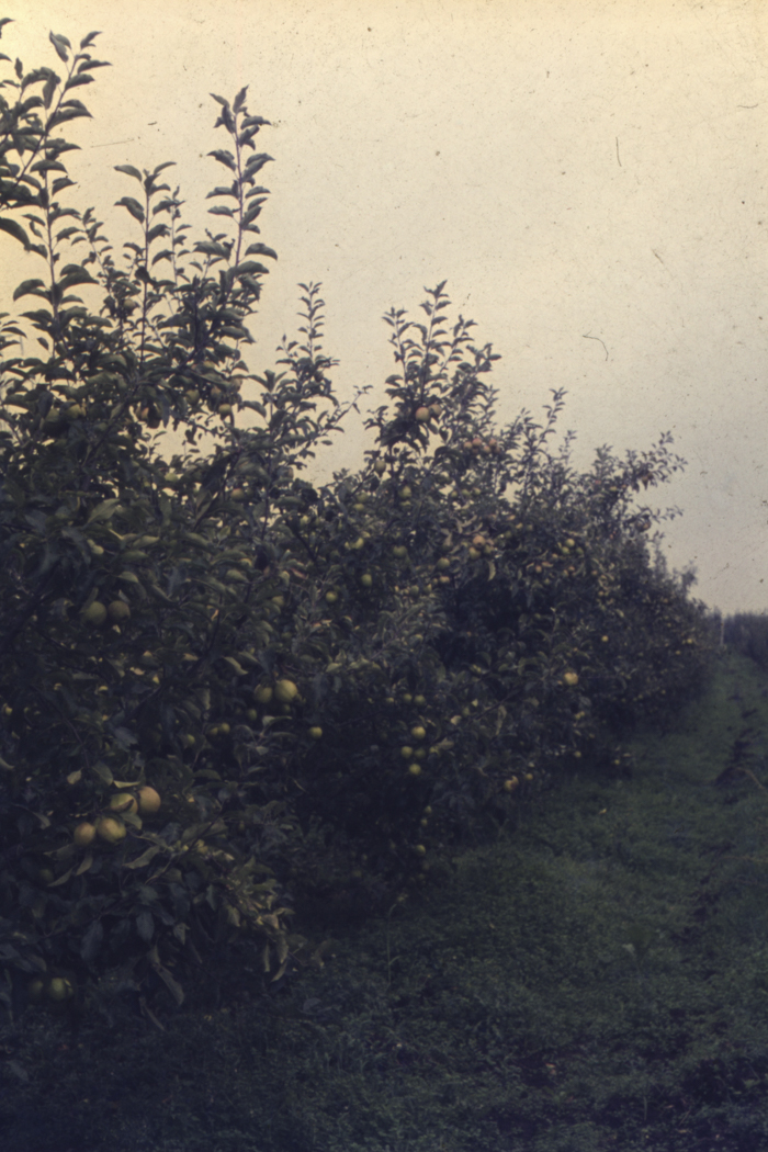 minerva_dn_1977_2253_pictorita_0027