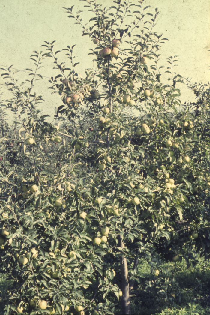 minerva_dn_1977_2253_pictorita_0029