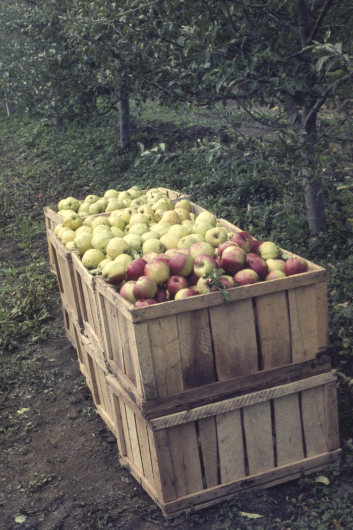 minerva_dn_1977_2253_pictorita_0030