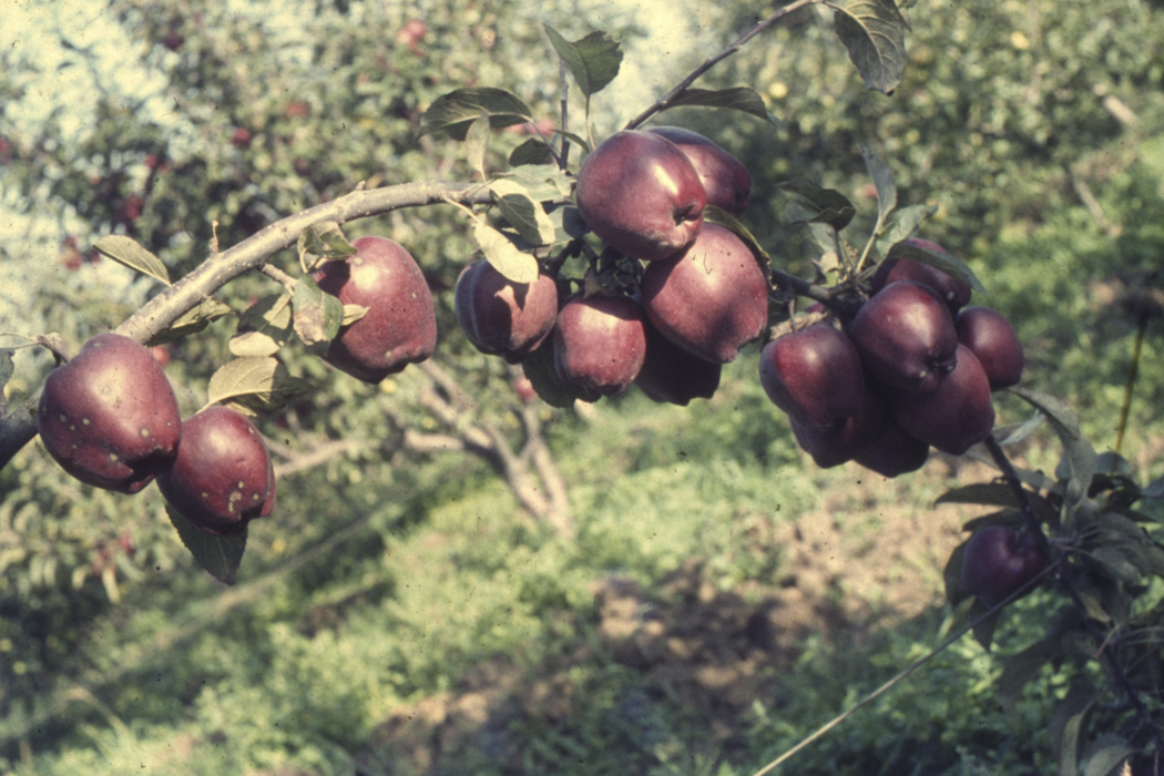 minerva_dn_1977_2253_pictorita_0033