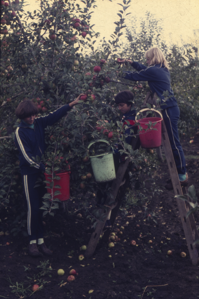 minerva_dn_1977_2253_pictorita_0034