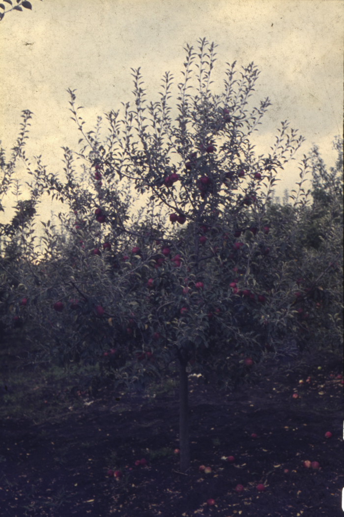 minerva_dn_1977_2253_pictorita_0036