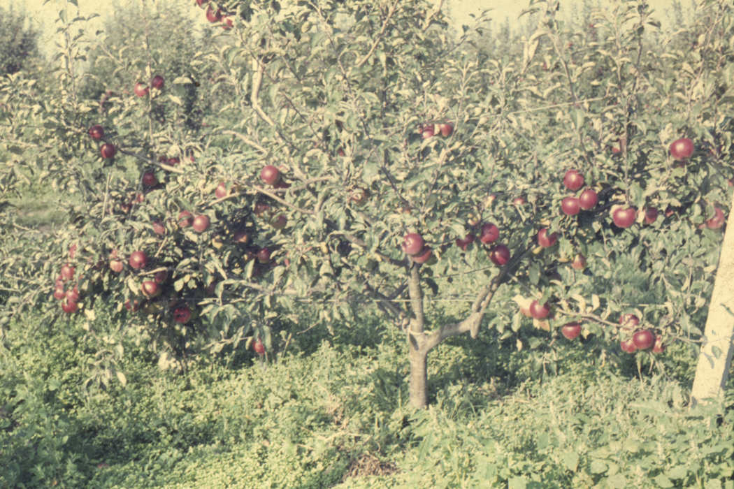 minerva_dn_1977_2253_pictorita_0037