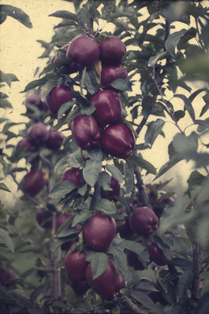 minerva_dn_1977_2253_pictorita_0038