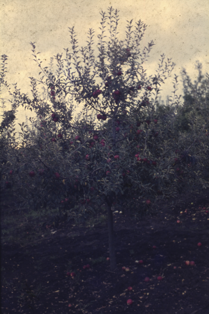 minerva_dn_1977_2253_pictorita_0039