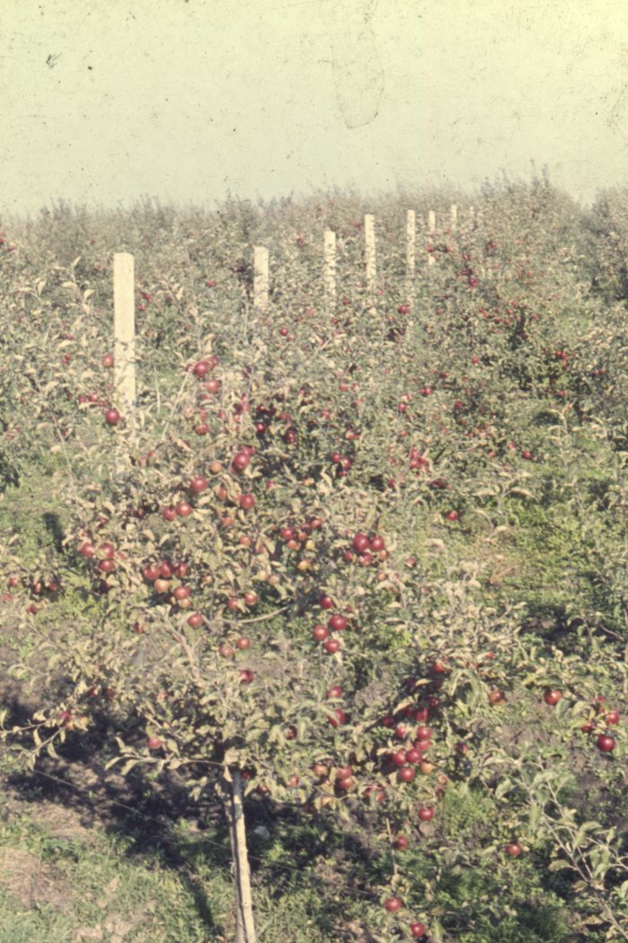 minerva_dn_1977_2253_pictorita_0040