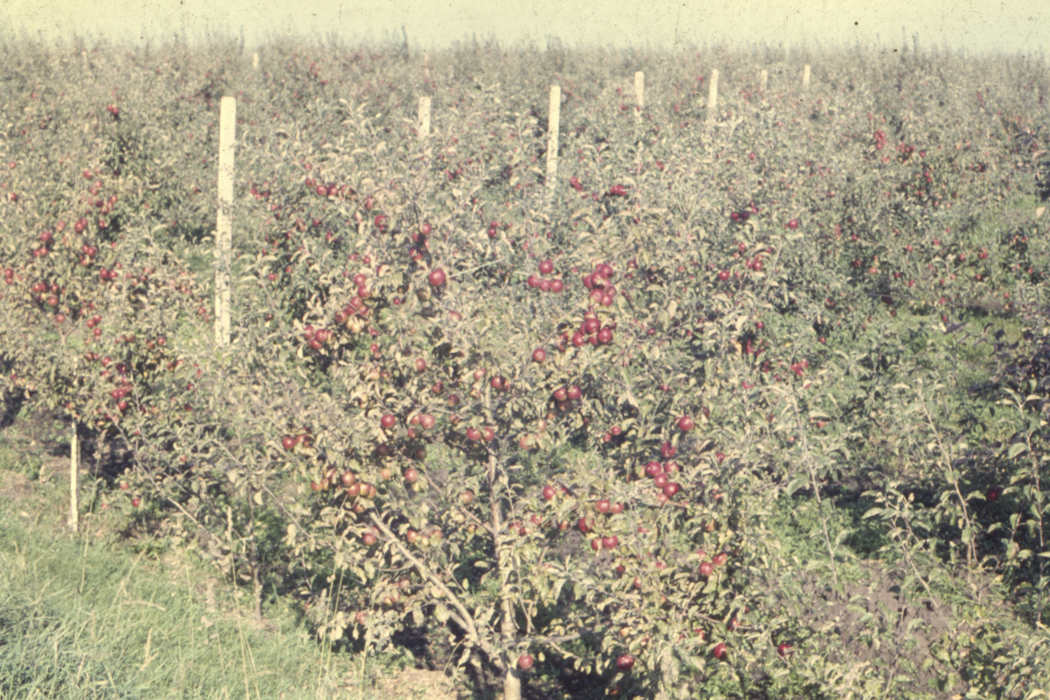 minerva_dn_1977_2253_pictorita_0041