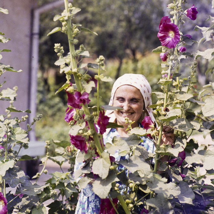 minerva_dn_1977_2256_flori_de_curte_trandafiri_etc_001