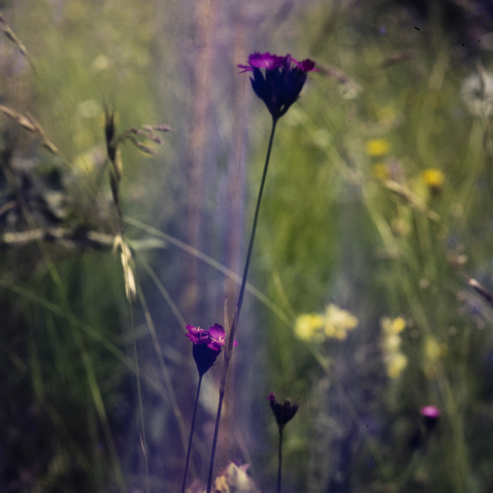 minerva_dn_1977_2256_flori_de_curte_trandafiri_etc_002