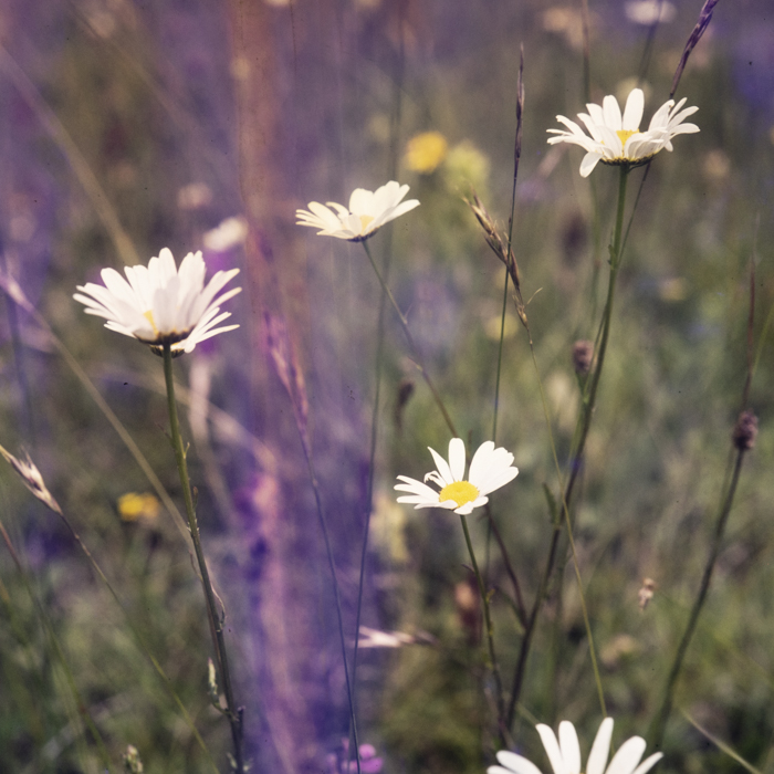 minerva_dn_1977_2256_flori_de_curte_trandafiri_etc_003