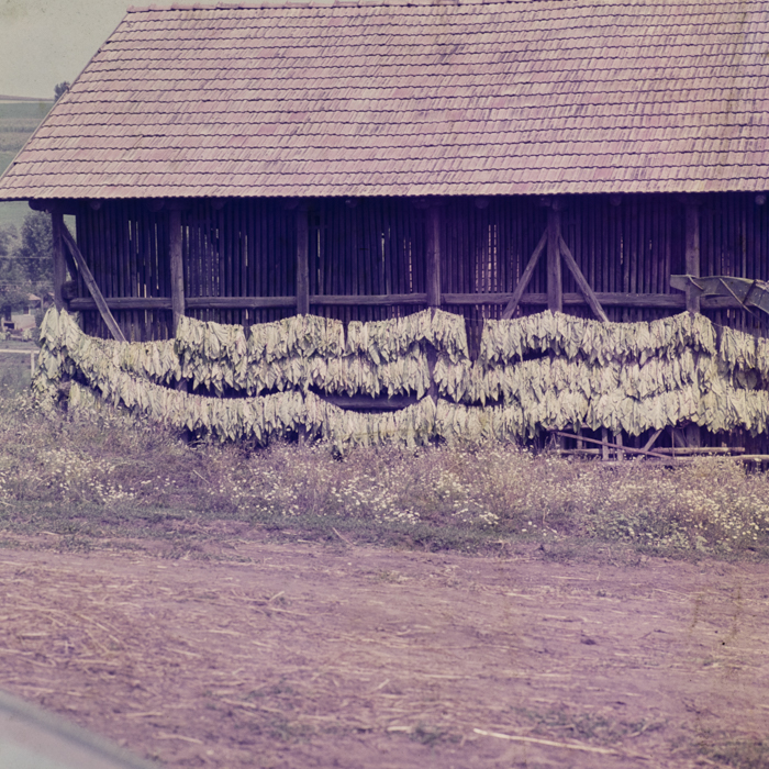 minerva_dn_1977_2256_flori_de_curte_trandafiri_etc_004