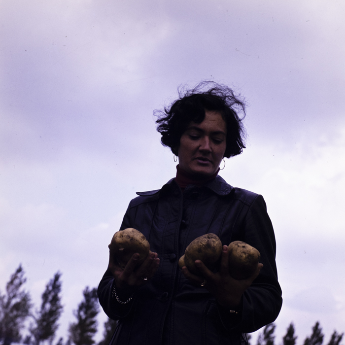 minerva_dn_1977_2257_cap_tarlungeni_jud_brasov_004