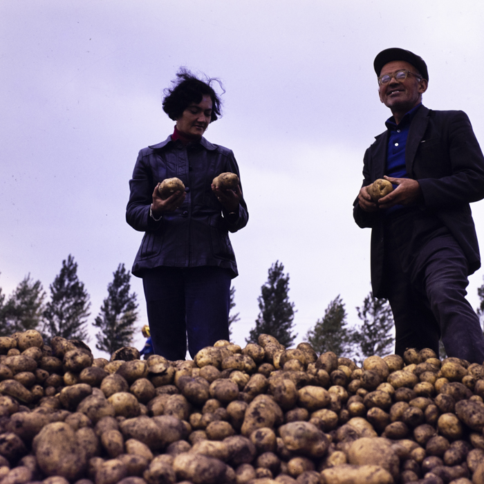 minerva_dn_1977_2257_cap_tarlungeni_jud_brasov_005