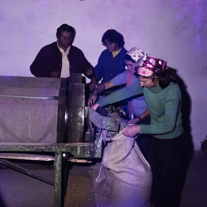 minerva_dn_1977_2257_cap_tarlungeni_jud_brasov_009