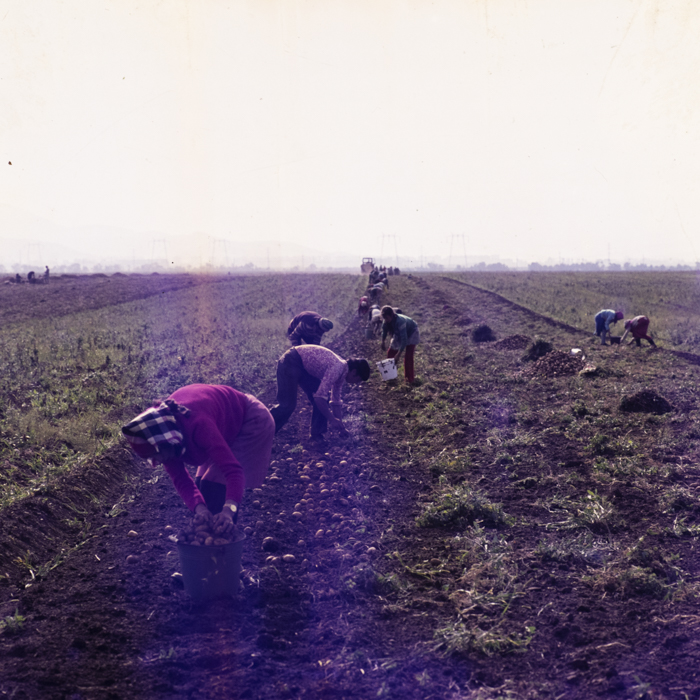 minerva_dn_1977_2257_cap_tarlungeni_jud_brasov_010