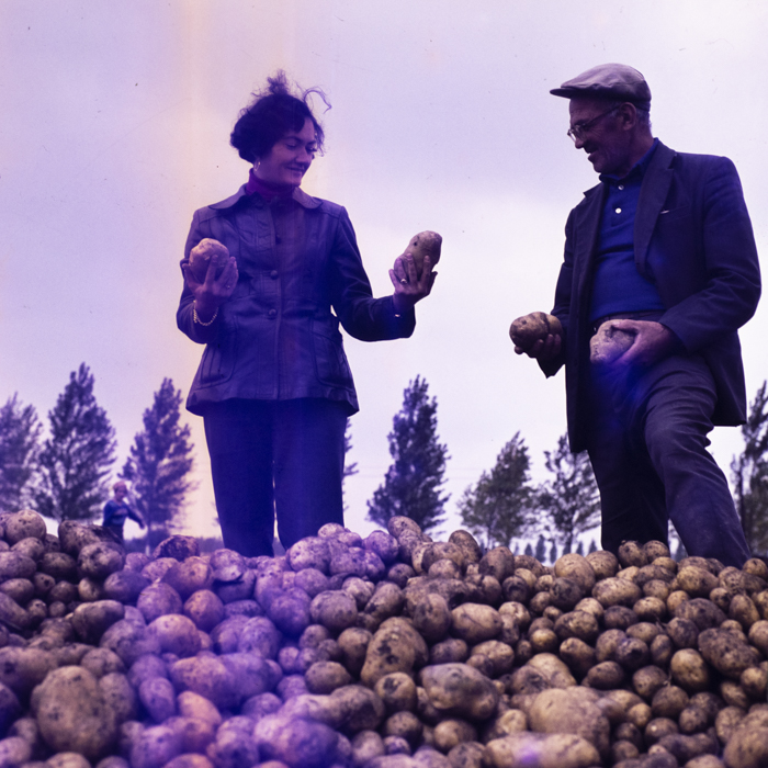 minerva_dn_1977_2257_cap_tarlungeni_jud_brasov_011