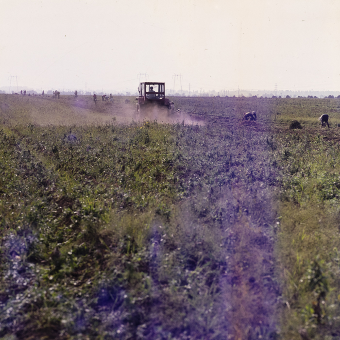 minerva_dn_1977_2257_cap_tarlungeni_jud_brasov_012