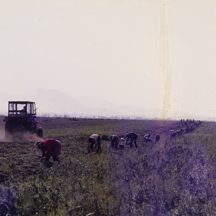 minerva_dn_1977_2257_cap_tarlungeni_jud_brasov_013