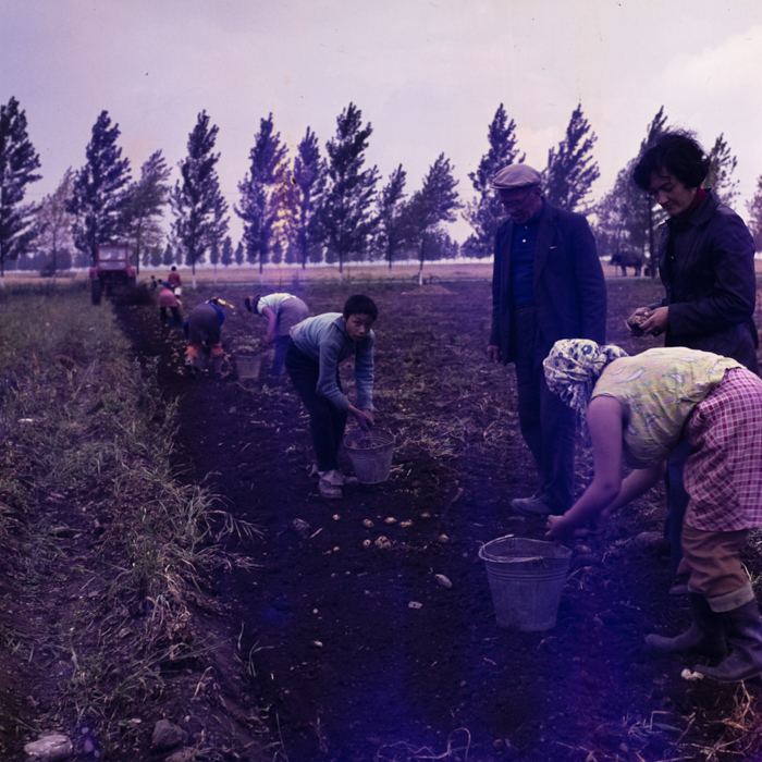 minerva_dn_1977_2257_cap_tarlungeni_jud_brasov_014