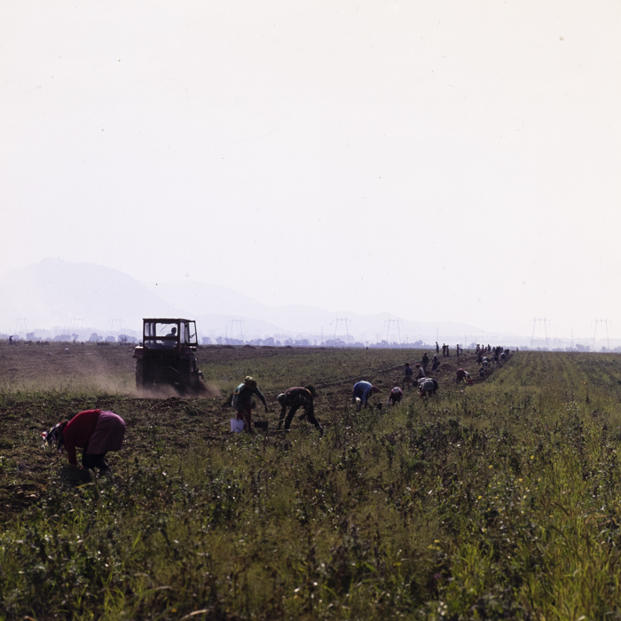 minerva_dn_1977_2257_cap_tarlungeni_jud_brasov_018