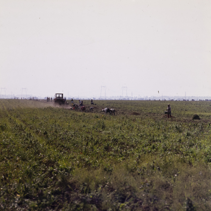 minerva_dn_1977_2257_cap_tarlungeni_jud_brasov_019