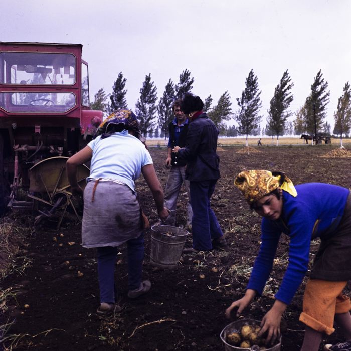 minerva_dn_1977_2257_cap_tarlungeni_jud_brasov_020