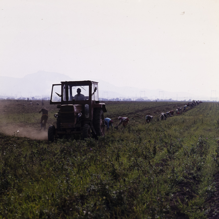 minerva_dn_1977_2257_cap_tarlungeni_jud_brasov_021