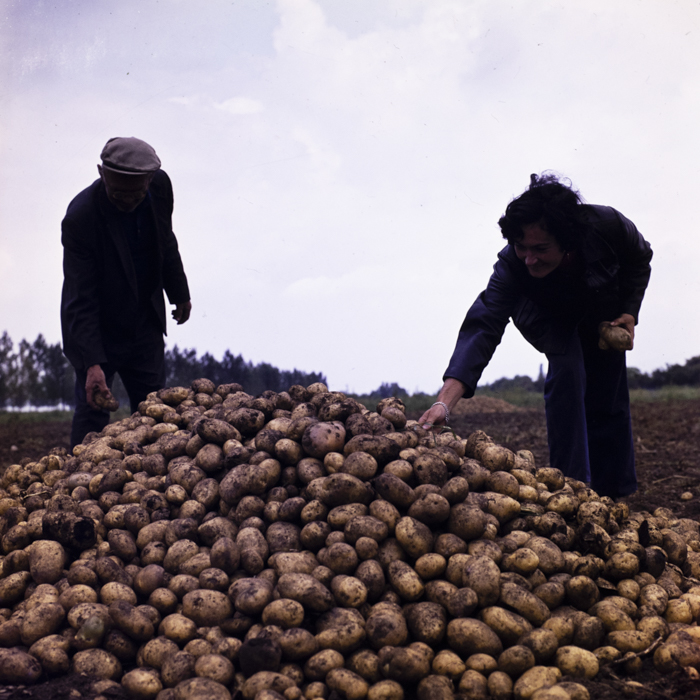 minerva_dn_1977_2257_cap_tarlungeni_jud_brasov_022