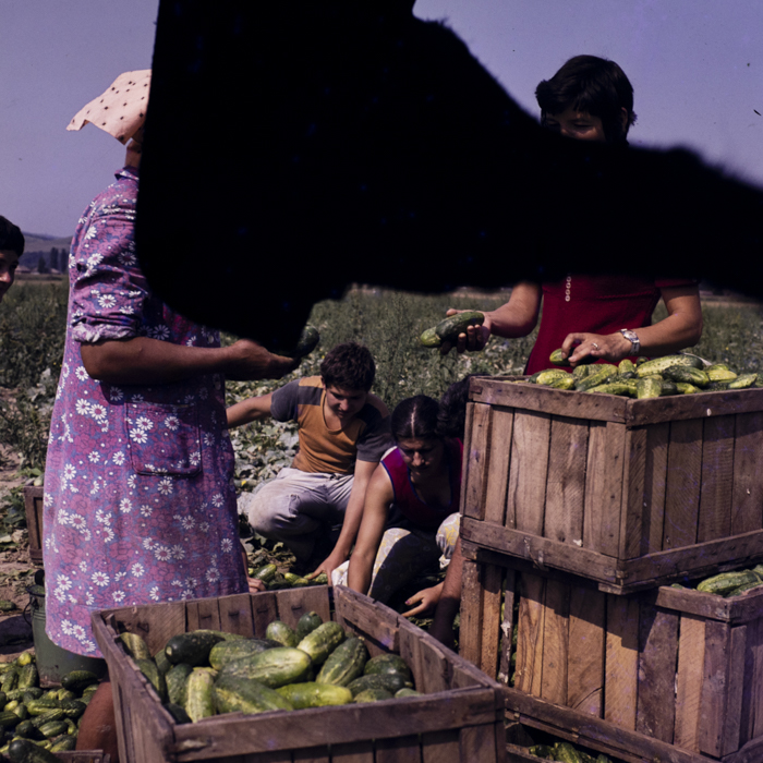 minerva_dn_1977_2264_c_a_p_iclod_001