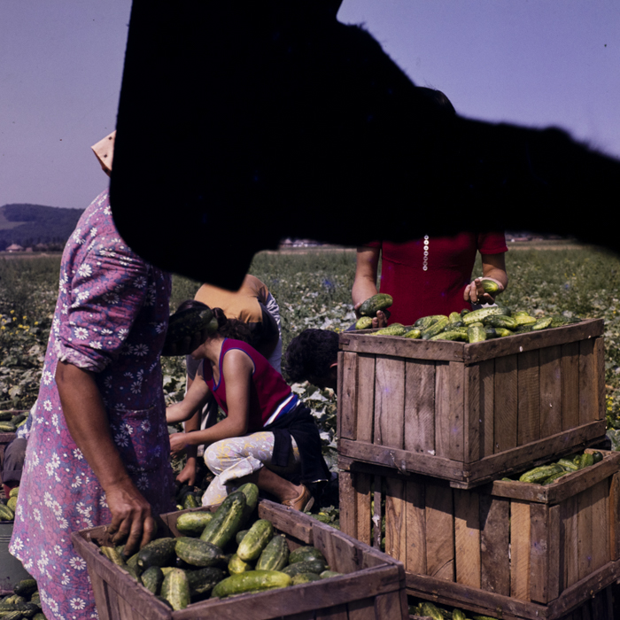 minerva_dn_1977_2264_c_a_p_iclod_002