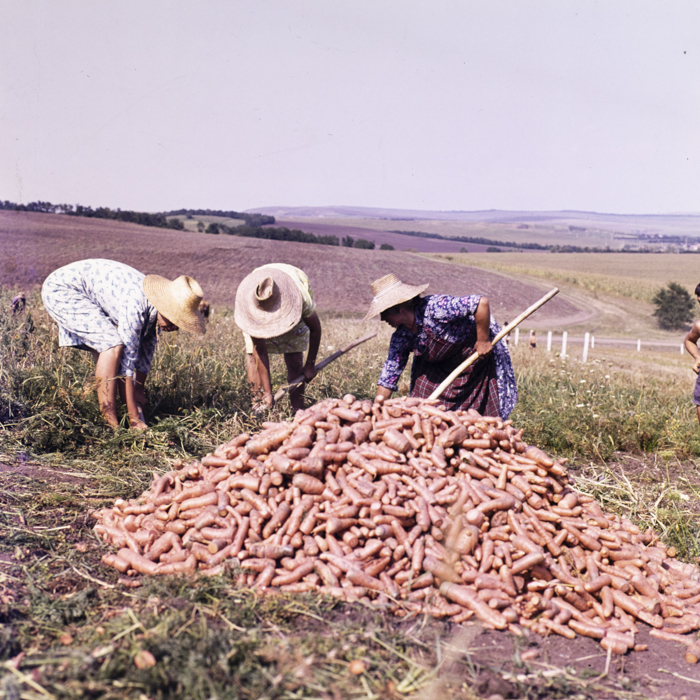 minerva_dn_1977_2264_c_a_p_iclod_003