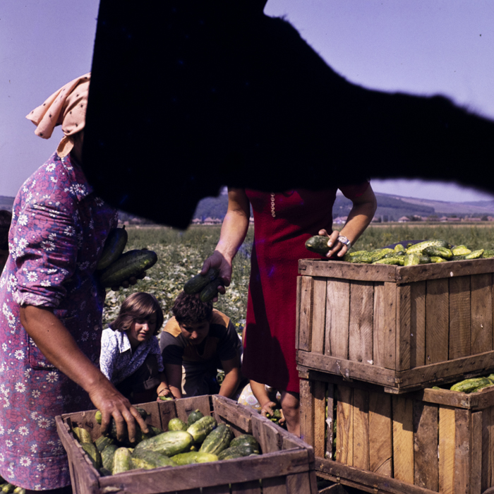 minerva_dn_1977_2264_c_a_p_iclod_004