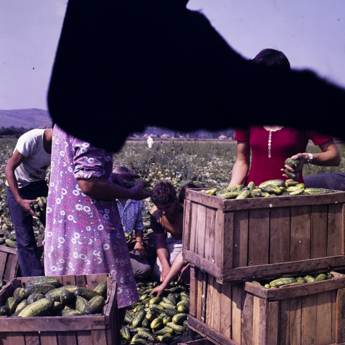 minerva_dn_1977_2264_c_a_p_iclod_005